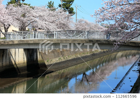 真那川沿岸的一排櫻花樹(千葉縣市川市) 真那川沿岸的一排櫻花樹(千葉縣市川市) 112665596