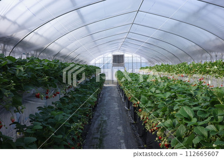 溫室種植的草莓 溫室種植的草莓 112665607