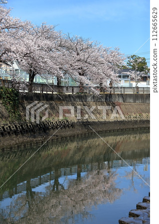 真那川沿岸的一排櫻花樹(千葉縣市川市) 真那川沿岸的一排櫻花樹(千葉縣市川市) 112665629