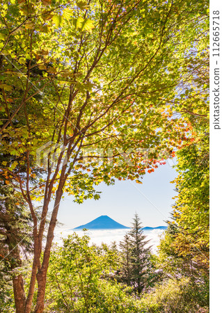 (Yamanashi Prefecture) Mt. Fuji through the autumn leaves of Mt. Kushigata (Yamanashi Prefecture) Mt. Fuji through the autumn leaves of Mt. Kushigata 112665718