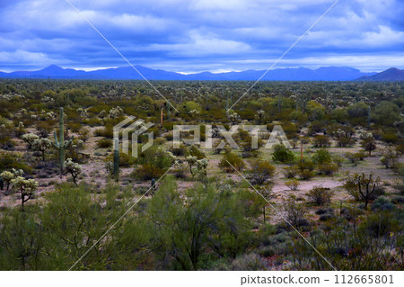 Central Sonora Desert Arizona 112665801