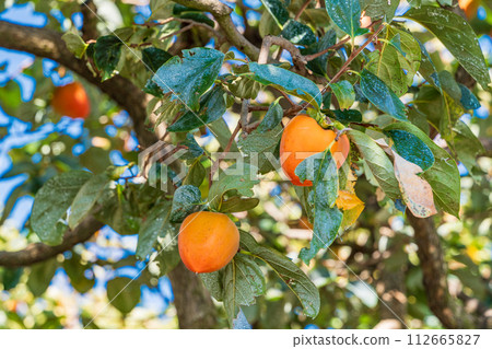 Harvest soon 100 persimmons 112665827