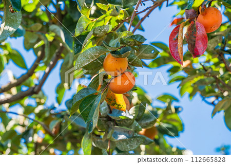 Harvest soon 100 persimmons 112665828
