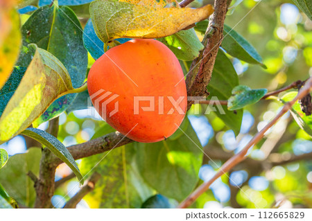 快收穫100個柿子 112665829