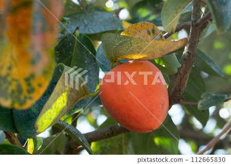 快收穫100個柿子 112665830