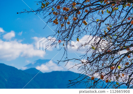 Leftover persimmons (blue sky/Mt. Fuji background) 112665908
