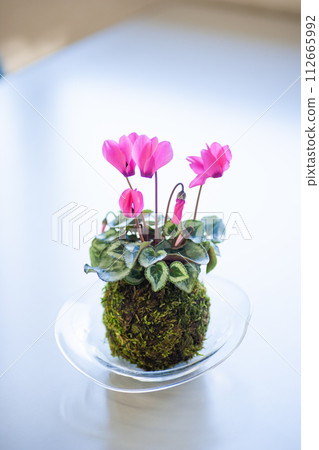 可愛的迷你仙客來苔蘚球 可愛的迷你仙客來苔蘚球 112665992