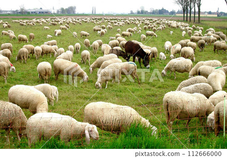 Grazing Sheep in the pasture Italy Grazing Sheep in the pasture Italy 112666000