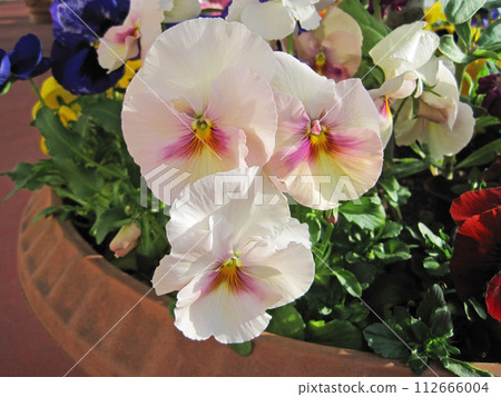 white and pink pansy flowers white and pink pansy flowers 112666004