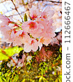 Cherry blossoms blooming from the trunk 112666467