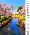 Cherry blossoms in full bloom and the blue sky reflected on the water surface 112666472