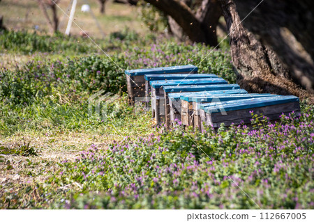 Bee hive placed in a plum grove, Annaka City, Gunma Prefecture 112667005