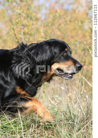 Amazing hovawart moving in autumn nature Amazing hovawart moving in autumn nature 112667115