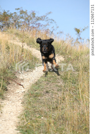 Amazing hovawart jumping down of the hill 112667131