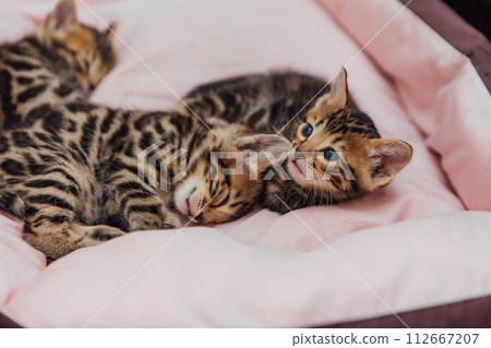 Close-up little bengal kittens on the cat's pillow 112667207
