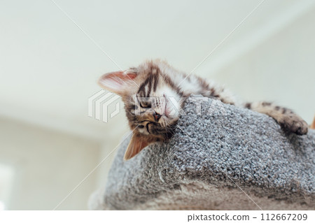 Young cute bengal kitten laying on a soft cat's shelf of a cat's house. 112667209