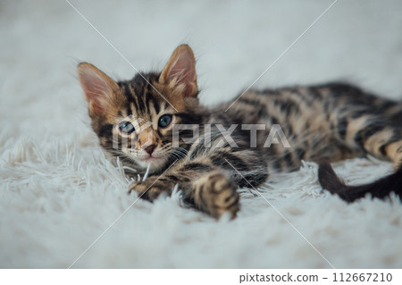 Little bengal kitten on the white fury blanket 112667210