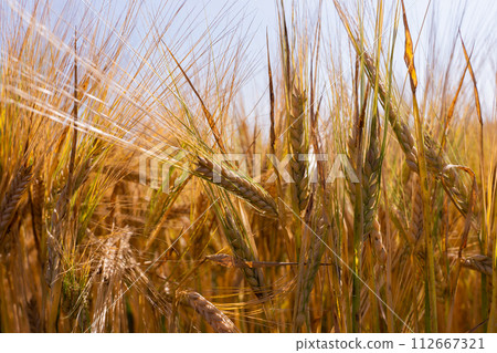 Agricultural field. Ripe ears of barley. The concept of a rich harvest. 112667321