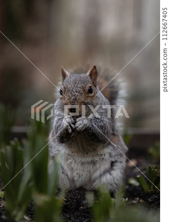 A cute Eastern Gray Squirrel (Sciurus carolinensis) is standing on its hind legs in the park. A cute Eastern Gray Squirrel (Sciurus carolinensis) is standing on its hind legs in the park. 112667405