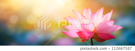ollection of stylized lotus flowers and petals in shades of pink and red, showcasing various stages of blooming 112667587