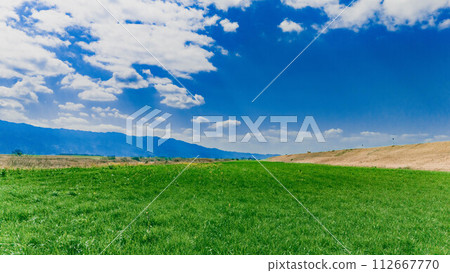 Rape blossoms 112667770