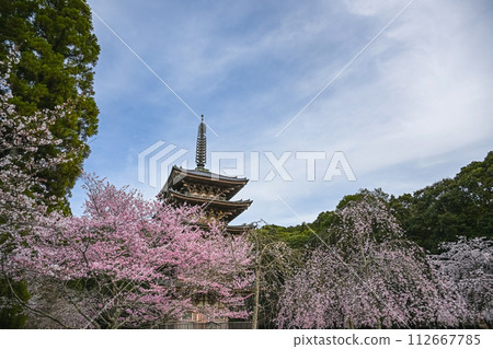京都國寶五層塔醍醐寺的春天景色 112667785
