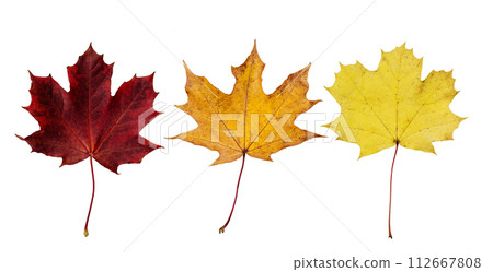 Collection of autumn maple leaf isolated on white background. Set of various maple leaves for design. Collection of autumn maple leaf isolated on white background. Set of various maple leaves for design. 112667808