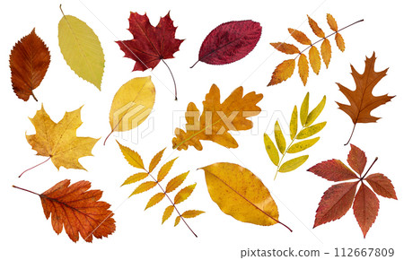 Assortment of colorful autumn leaf isolated on white background. Collection of many various fall leaf for design. Assortment of colorful autumn leaf isolated on white background. Collection of many various fall leaf for design. 112667809