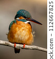 kingfisher princess 112667825