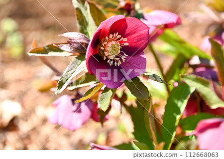 Renten Rose 112668063