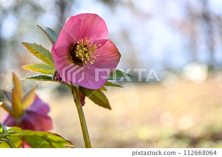 Renten Rose Renten Rose 112668064