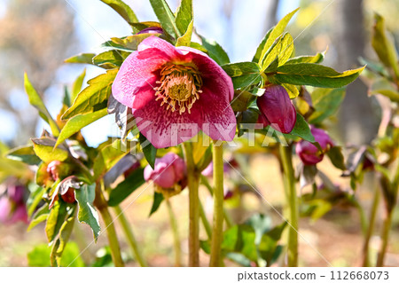 Renten Rose Renten Rose 112668073