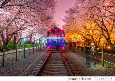 Cherry blossom and train in spring at night It is a popular cherry blossom viewing spot, jinhae, South Korea. Cherry blossom and train in spring at night It is a popular cherry blossom viewing spot, jinhae, South Korea. 112668206