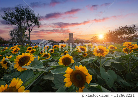 Sunflower at sunset Near Cheomseongdae in Gyeongju, Gyeongsangbuk-do, South Korea. 112668221
