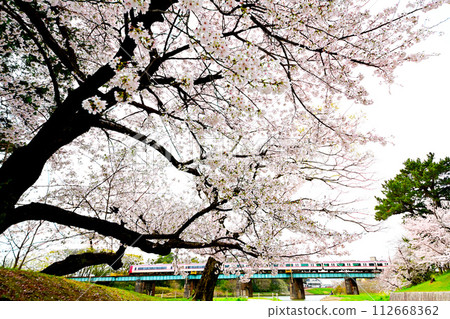 岡崎公園、櫻花盛開、名鐵列車平穩運行 112668362