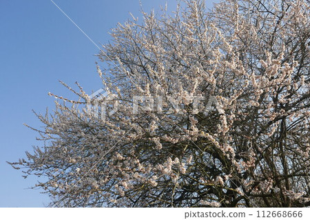 White plum blossoms in full bloom under clear skies 112668666