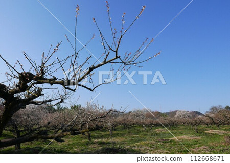 一棵梅樹將枝條伸向藍天 112668671