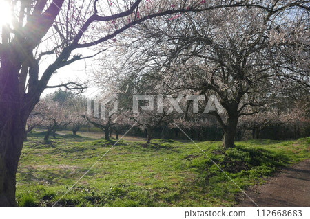 午後的梅園，陽光柔和 112668683