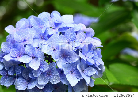Blue hydrangea Blue hydrangea 112668684