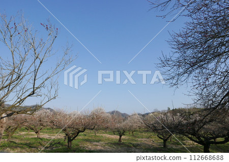 A shrub of plum blossoms that shines against the blue sky A shrub of plum blossoms that shines against the blue sky 112668688