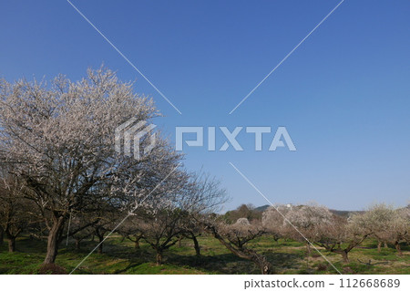 White plum shining in the blue sky White plum shining in the blue sky 112668689