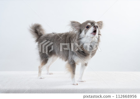 Chihuahua barking with white background 112668956