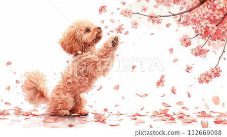 玩具貴賓犬玩櫻花花瓣 112669098
