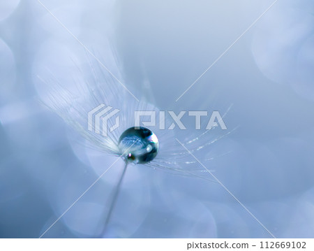 The water droplets on the dandelion fluff are round and cute The water droplets on the dandelion fluff are round and cute 112669102