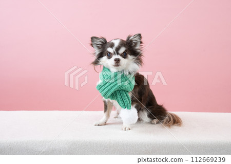 Chocolate Chihuahua with a pink background and a green muffler Chocolate Chihuahua with a pink background and a green muffler 112669239