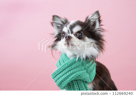 吉娃娃的半身像，有粉紅色的背部和綠色的圍巾 112669240