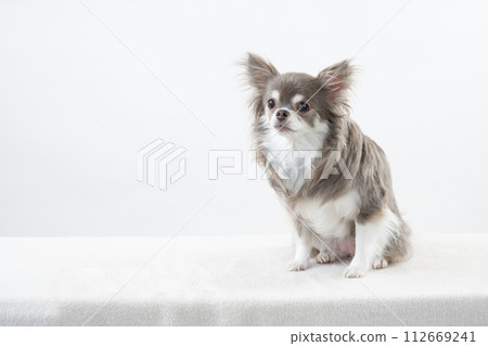 Pero the Chihuahua sitting against a white background 112669241