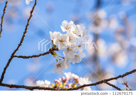 Someiyoshino cherry blossoms in full bloom cherry blossom viewing blue sky Someiyoshino cherry blossoms in full bloom cherry blossom viewing blue sky 112670175