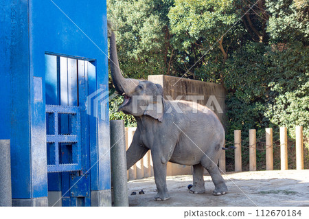 千葉市動物園 動物園大象 亞洲象 千葉縣 112670184