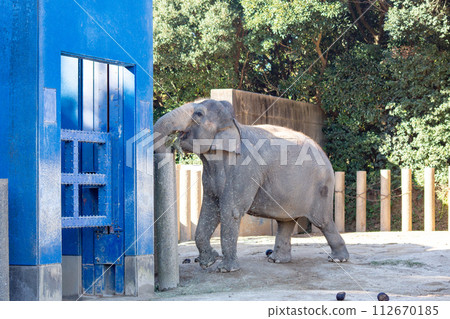 千葉市動物園 動物園大象 亞洲象 千葉縣 112670185